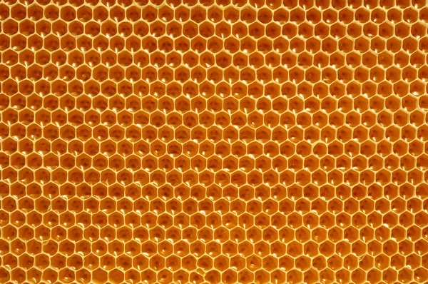 Miel fresca en las celdas, panal — Foto de Stock