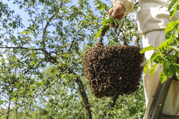 Beekeeper and bee swarm — Stock Photo, Image