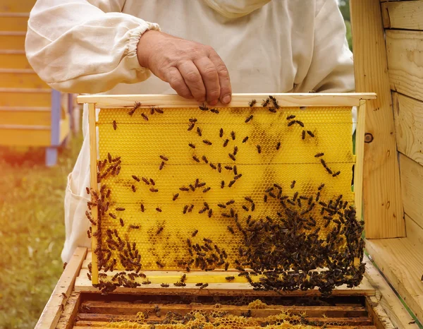 Apicultor segurando quadro de favo de mel com abelhas — Fotografia de Stock