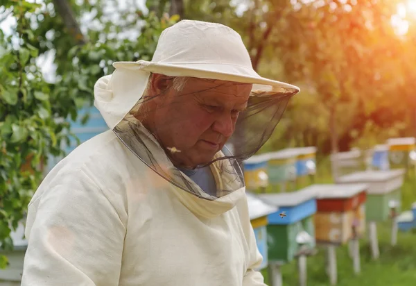 Imker arbeitet mit Bienen und Bienenstöcken am Imkerstand — Stockfoto