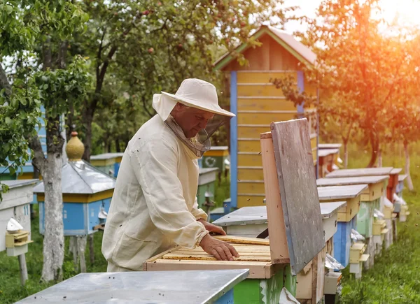 Ο μελισσοκόμος δουλεύει με μέλισσες και μελίσσια στο μελισσοκομείο. — Φωτογραφία Αρχείου
