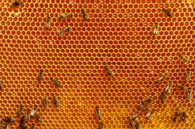 Bal peteği üzerinde çalışan arılar