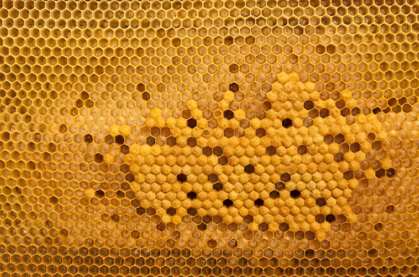 Brood cells of the honey bee — Stock Photo, Image