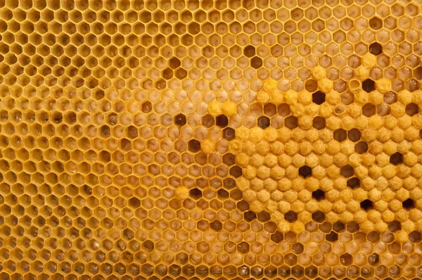 Le cellule nidificanti dell'ape mellifera — Foto Stock