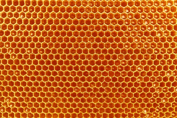 Verse honing in cellen, honingraat — Stockfoto