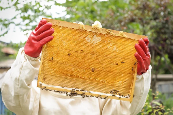 Voštiny se včely a med — Stock fotografie