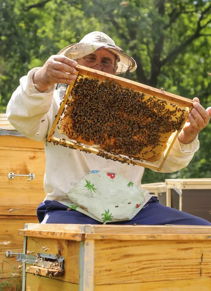 Μελισσοκόμος πλαίσιο εκμετάλλευσης κυψελίδας με μέλισσες — Φωτογραφία Αρχείου