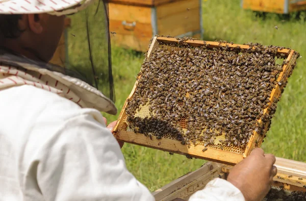 Imker hält Wabenrahmen mit Bienen — Stockfoto