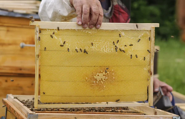 Beekeeper holding frame of honeycomb with bees — Stock Photo, Image