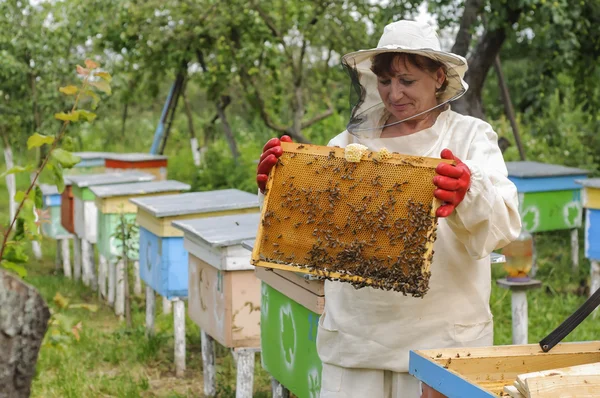 Woman beekeeper looks after bees — Stock Photo, Image