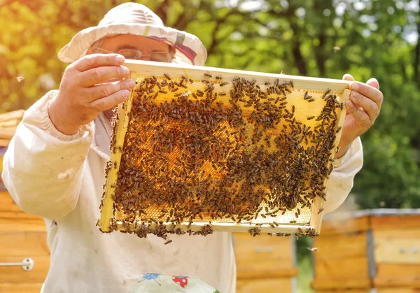 Бджоляр тримає раму медоносця з бджолами — стокове фото