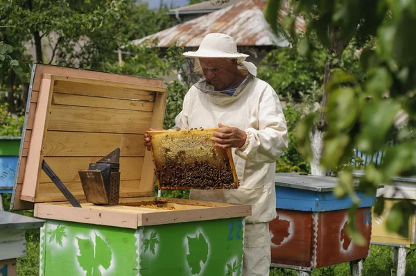 Apicultor está trabalhando com abelhas e colmeias no apiário — Fotografia de Stock