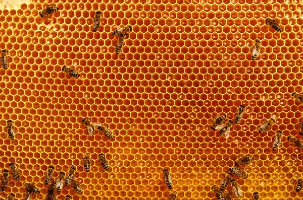 Apicultor sosteniendo marco de panal con abejas —  Fotos de Stock