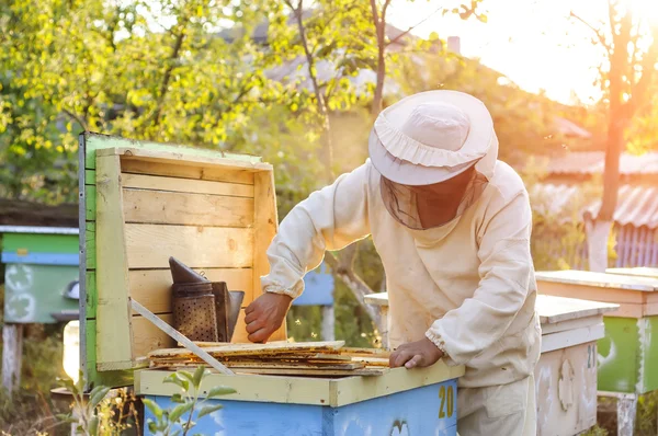 Beekeeper is working with bees and beehives on the apiary. — Stock Photo, Image