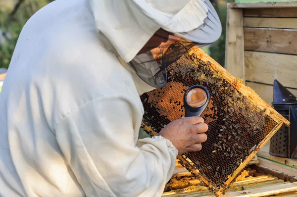 Apicoltore studiare le uova e le larve delle api con l'aiuto di una lente d'ingrandimento . — Foto Stock