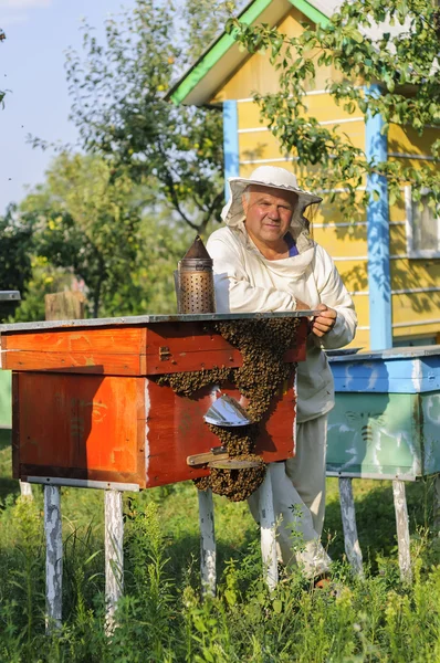 에 양봉장 꿀벌으로 꿀벌 통에서 양 봉가의 초상화 — 스톡 사진