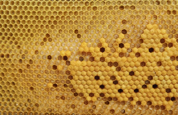 Cellules de couvain de l'abeille domestique — Photo