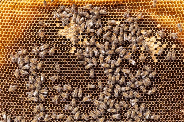 Las abejas convierten el néctar en miel y lo cubren en panales —  Fotos de Stock