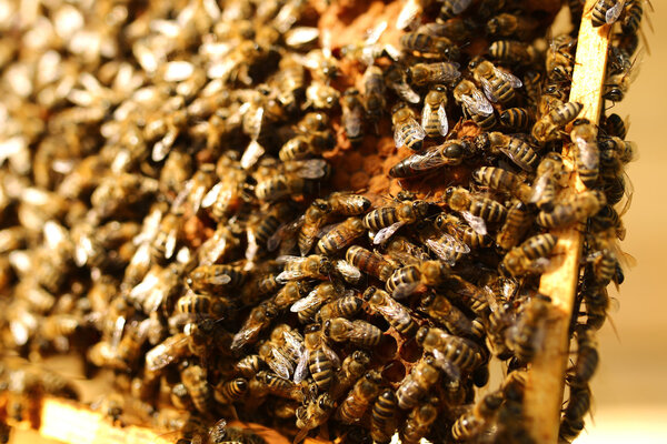 Bees inside a beehive with the queen bee in the middle