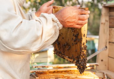 Arı yetiştiricisi arılarla bal peteğinin çerçevesini tutuyor