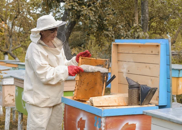 Woman beekeeper looks after bees — Stock Photo, Image