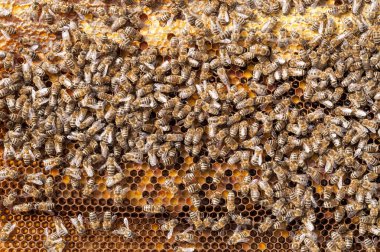 Arıların bal peteğindeki doğal arı ekmeği ambrosia apioterapi beslenme