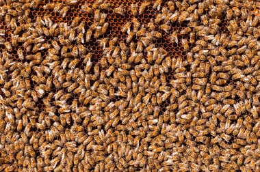 Arıların nektar bal işine dönüştürmek ve peteğin kapak