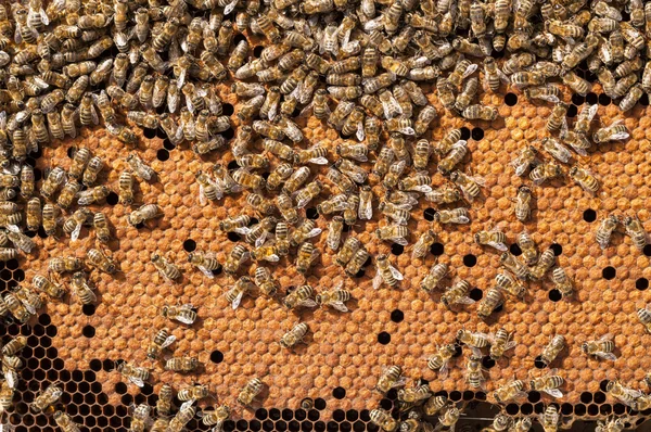 Bijen broedsels, werken van de larven van de honingbij verwarmd op honingraat — Stockfoto