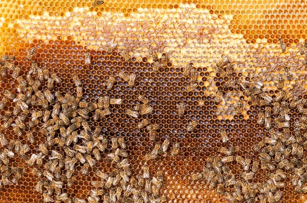 Las abejas convierten el néctar en miel y lo cubren en panales —  Fotos de Stock