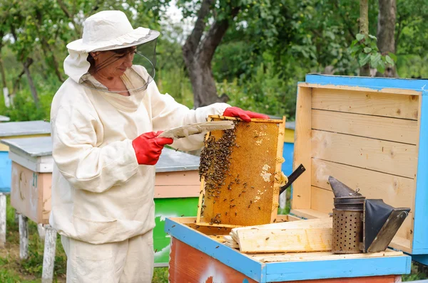 Vrouw imker selecteert honing kam om de afvoer — Stockfoto