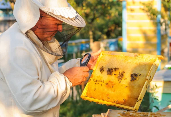 L'apicoltore considera api in favi con una lente d'ingrandimento — Foto Stock