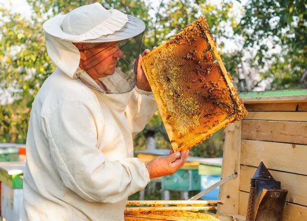 Imker inspiziert Waben mit und Bienen — Stockfoto