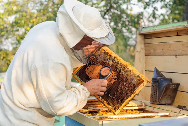 L'apicoltore considera api in favi con una lente d'ingrandimento — Foto Stock