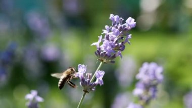 Lavanta çiçekli bal arısı. Arı lavanta çiçeklerinden taze nektar toplar. Yavaş çekim videosu. Bitkilerin arılarla döllenmesi.