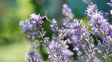 Lavanta çiçekli bal arısı. Arı lavanta çiçeklerinden taze nektar toplar. Yavaş çekim videosu. Bitkilerin arılarla döllenmesi.
