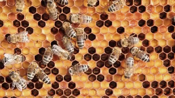 Honeycomb Med Färgglad Perga Honeycomb Med Bibröd Bin Packar Bikaka — Stockvideo
