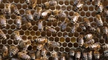 Ballı bal peteğindeki arılar. Arılar bal peteklerini taze bal ile doldurur. Çevre dostu bal.