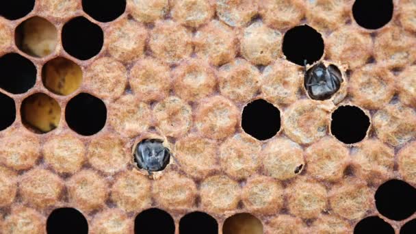 Momento Del Nacimiento Una Abeja Honey Bee Brood Cuidado Con — Vídeos de Stock