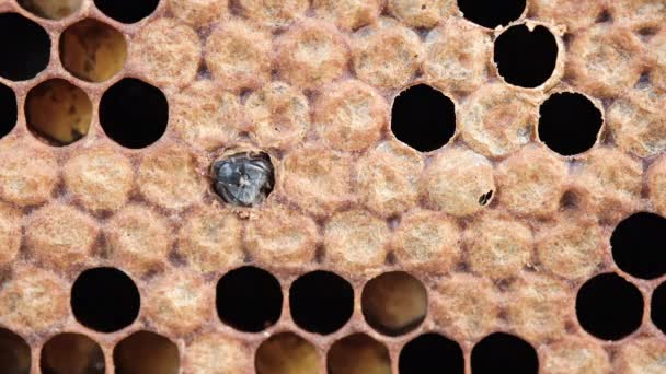 Der Moment Der Geburt Einer Biene Honigbienenbrut Brutpflege Die Geburt — Stockvideo