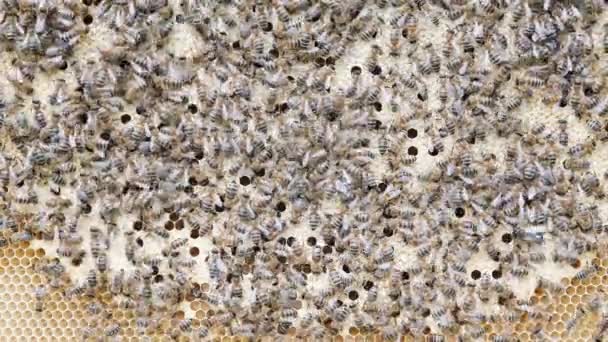 Honingbij Brood Brood Zorg Geboorte Van Een Bij Werkbijen Komen — Stockvideo