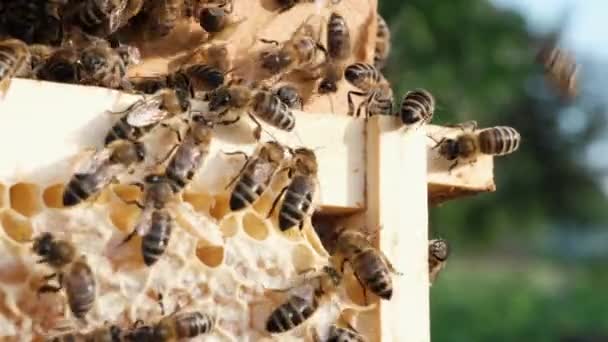 Bijen Een Honingraat Met Honing Bijen Vullen Honingraten Met Verse — Stockvideo