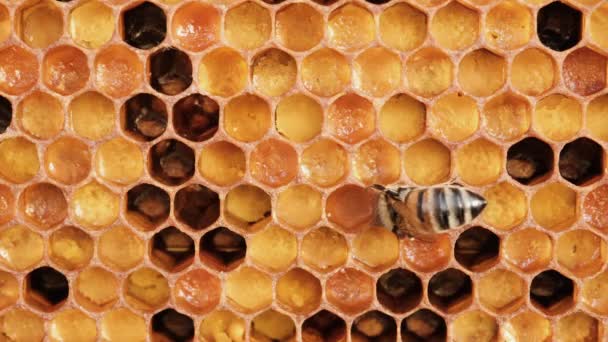 Honingraat Met Kleurrijke Perga Honingraat Met Bijenbrood Bijen Verpakken Honingraat — Stockvideo
