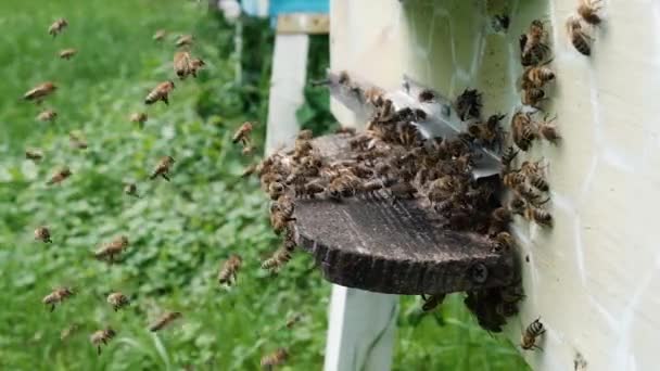 Arılar Kovana Taze Nektar Getirir Büyük Bir Arı Grubu Kovanlara — Stok video
