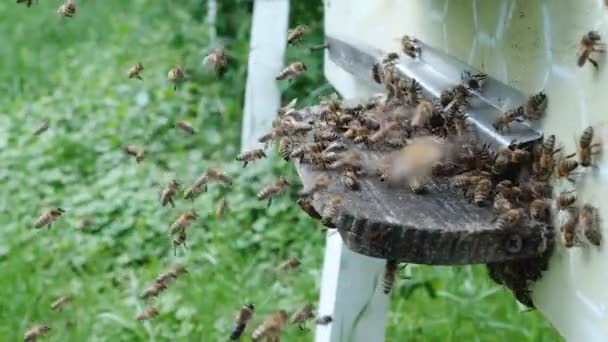 Arılar Kovana Taze Nektar Getirir Büyük Bir Arı Grubu Kovanlara — Stok video