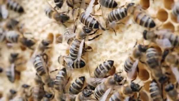 Mel Bee Brood Cuidado Com Ninhada Nascimento Uma Abelha Abelha — Vídeo de Stock