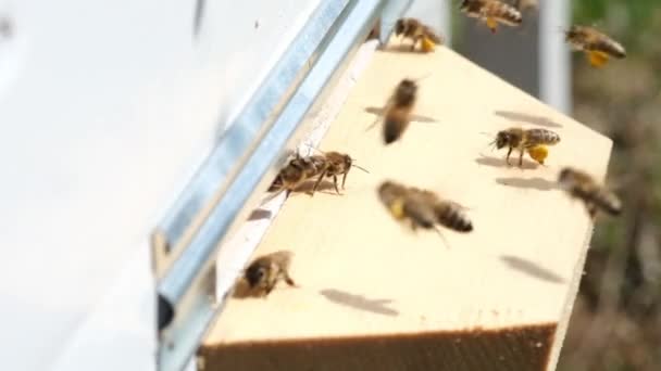 Bijen Verzamelen Bloemstuifmeel Leggen Het Een Bijenkorf Van Het Voorjaarsseizoen — Stockvideo
