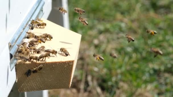 ミツバチは花粉を収集し 春のシーズンの蜂の巣に入れます スローモーションビデオ 治療を受ける 養蜂製品 — ストック動画