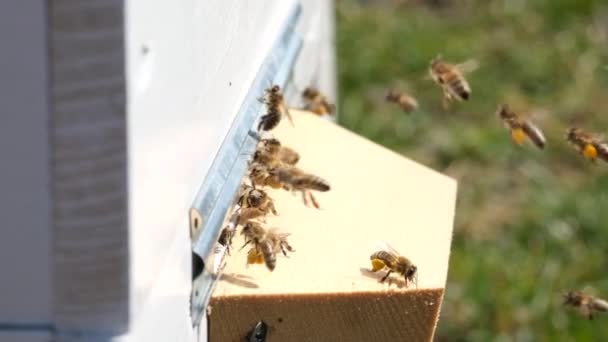 Bina Samlar Blompollen Och Lägger Den Bikupa Vårsäsongen Slow Motion — Stockvideo