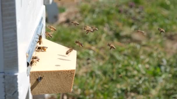 Včely Sbírají Pyl Květin Dávají Úlu Jarního Období Apitherapy Včelařské — Stock video