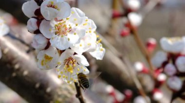 Baharda çiçek açan bir ağaçtan bal toplayan arı. Bitkilerin arılarla döllenmesi. Yavaş çekim videosu.